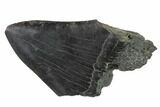 Partial Fossil Megalodon Tooth - South Carolina #133164-1